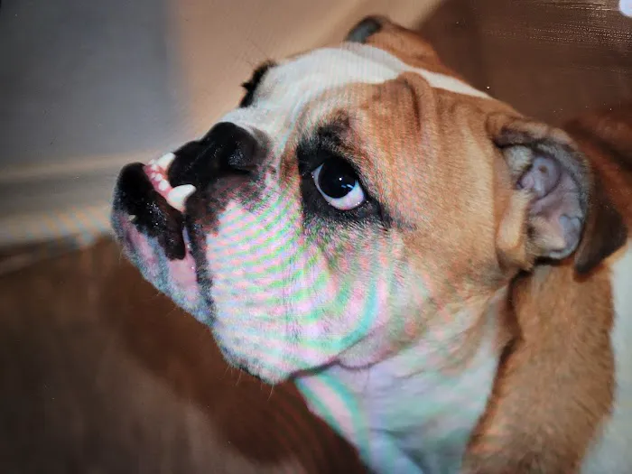 Littleton Paws Animal Hospital Picture 3