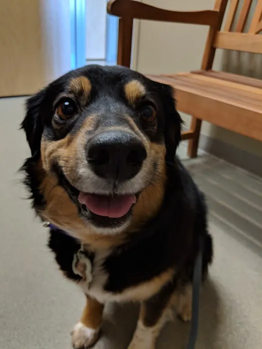 Littleton Paws Animal Hospital Picture 9