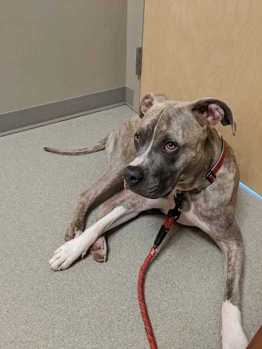 Littleton Paws Animal Hospital Picture 1
