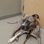 Littleton Paws Animal Hospital