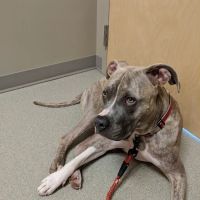Littleton Paws Animal Hospital ico