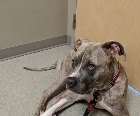 Littleton Paws Animal Hospital