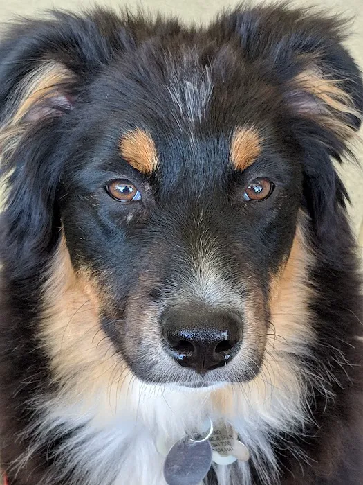 Littleton Paws Animal Hospital Picture 5