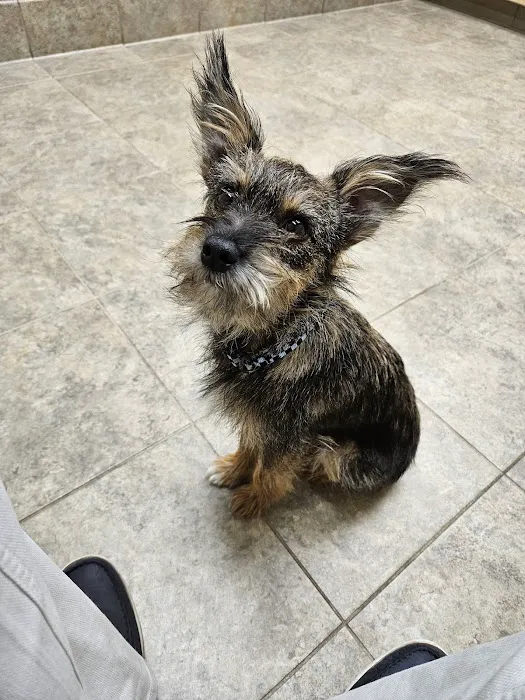 Belleview West Animal Hospital Picture 4
