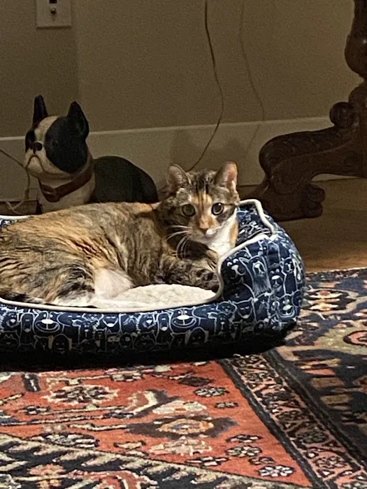 Four Paws Holistic Therapy Picture 10