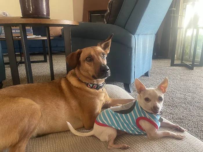 Four Paws Holistic Therapy Picture 8