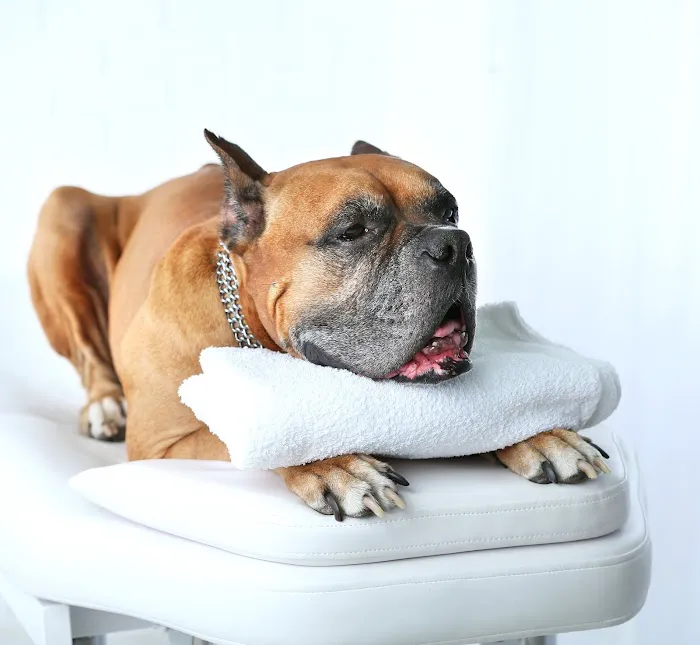 Four Paws Holistic Therapy Picture 5