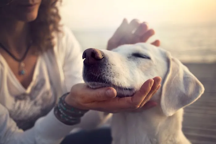 Four Paws Holistic Therapy Picture 1