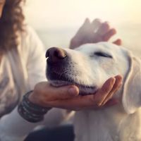 Four Paws Holistic Therapy ico