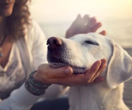 Four Paws Holistic Therapy