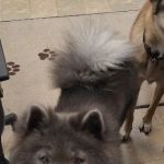 Neighborhood Pet Clinic