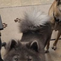 Neighborhood Pet Clinic ico