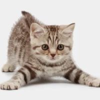 Broadway Estates Veterinary Clinic ico