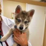 Littleton Veterinary Clinic