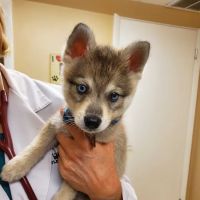 Littleton Veterinary Clinic ico