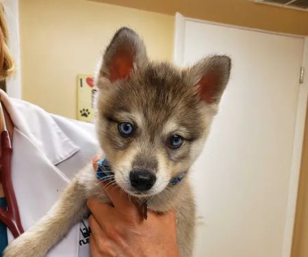 Littleton Veterinary Clinic