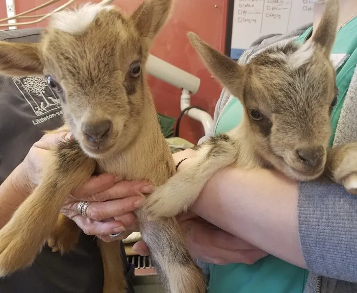 Littleton Veterinary Clinic Picture 5