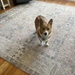 Banfield Pet Hospital