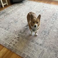 Banfield Pet Hospital ico