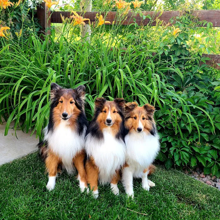 Just for Paws Veterinary Hospital Picture 7