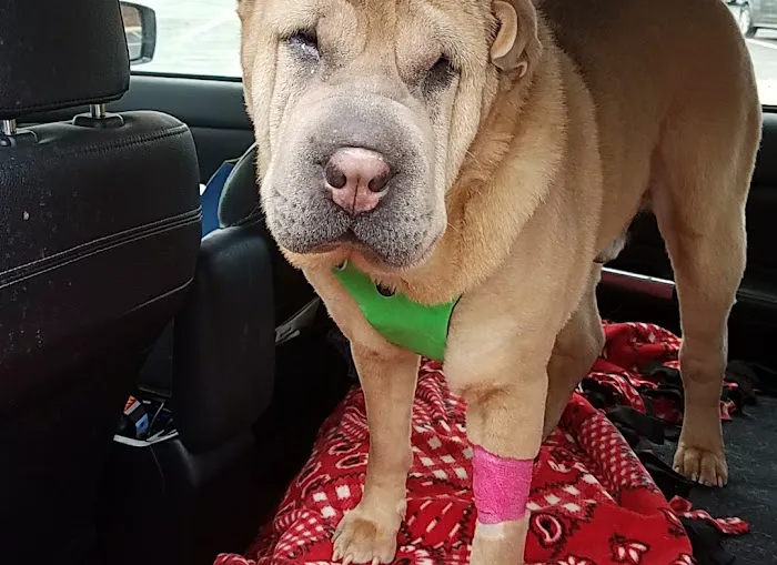 Just for Paws Veterinary Hospital Picture 1
