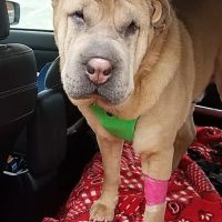 Just for Paws Veterinary Hospital ico