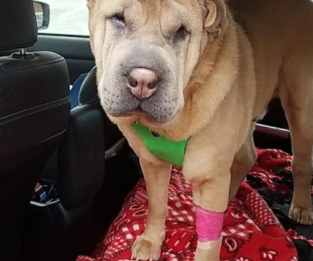 Just for Paws Veterinary Hospital
