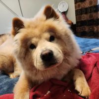 Coal Mine Animal Hospital ico