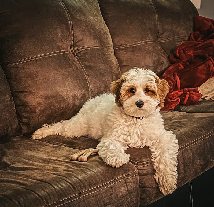 Sequoia Veterinary Clinic Picture 6