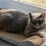 Mountain View Veterinary Hospital