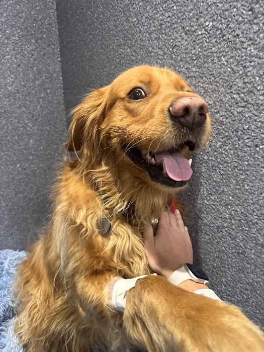 Animal Urgent Care North East Picture 8