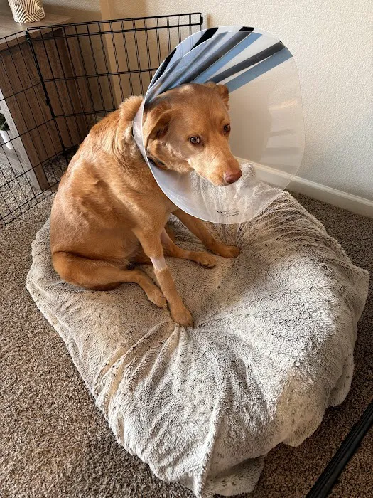 Animal Urgent Care North East Picture 6