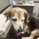Animal Urgent Care North East