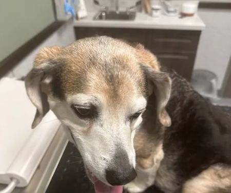 Animal Urgent Care North East