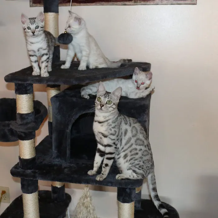 MIRABELL BENGALS Picture 1