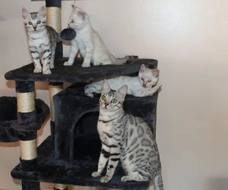 MIRABELL BENGALS