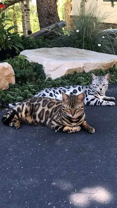 MIRABELL BENGALS Picture 6