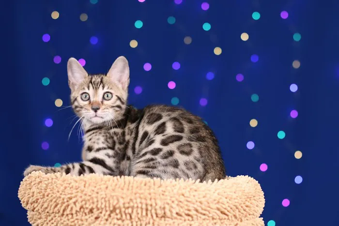 MIRABELL BENGALS Picture 3
