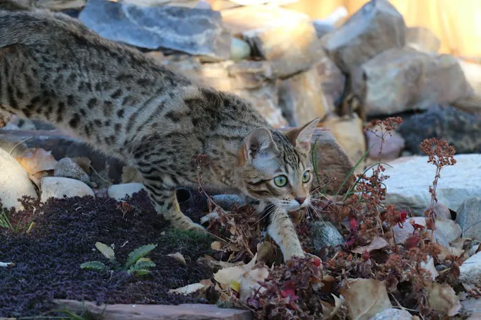 MIRABELL BENGALS Picture 7