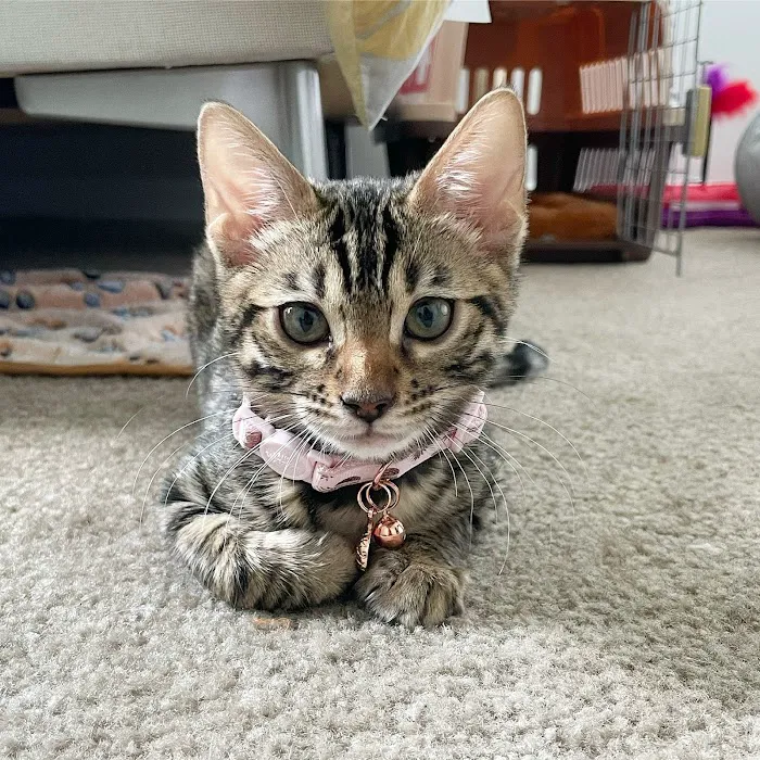 MIRABELL BENGALS Picture 9