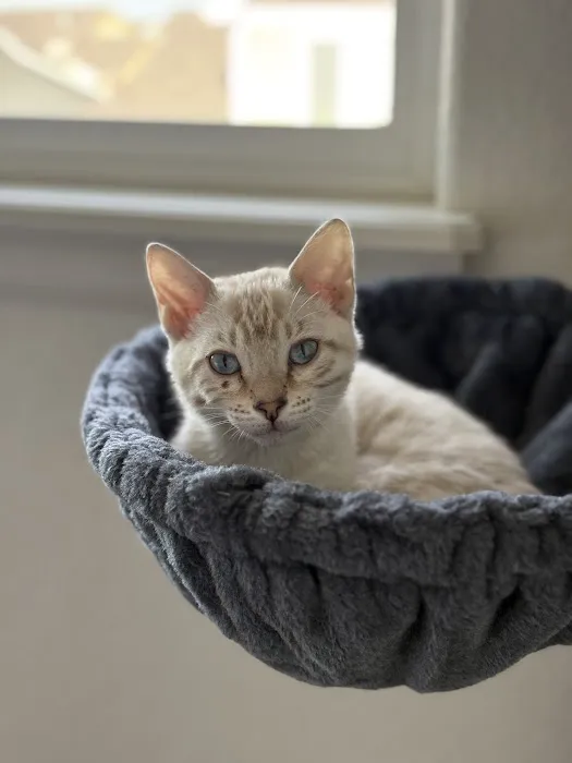 MIRABELL BENGALS Picture 8