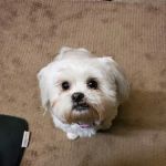 Brighton Animal Clinic
