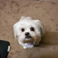 Brighton Animal Clinic ico