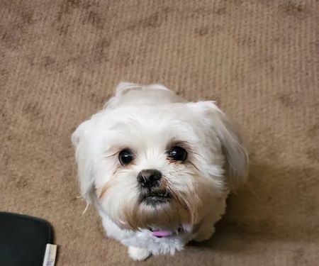 Brighton Animal Clinic
