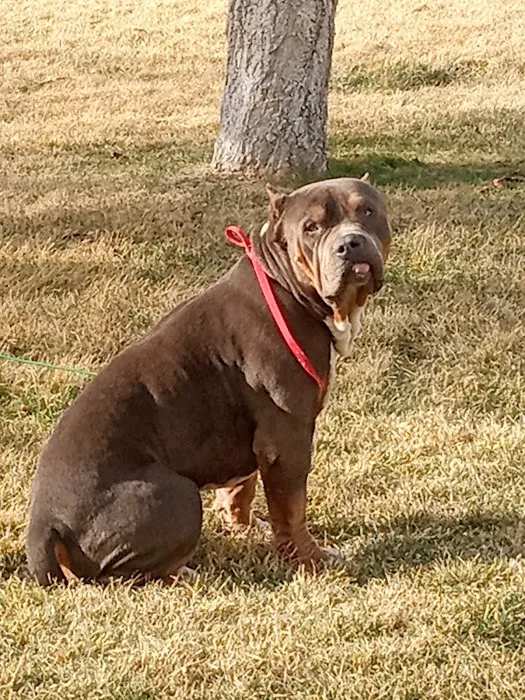 Brighton Animal Clinic Picture 10