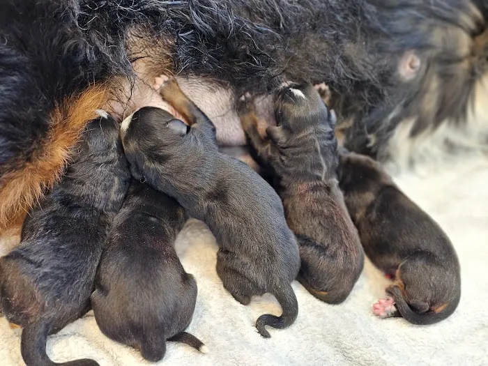 Brighton Animal Clinic Picture 9