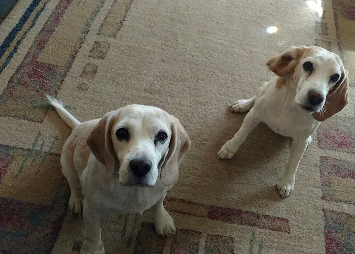 Brighton Animal Clinic Picture 8