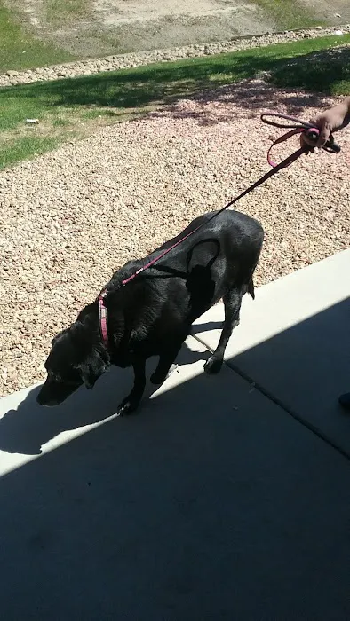 Brighton Animal Clinic Picture 4