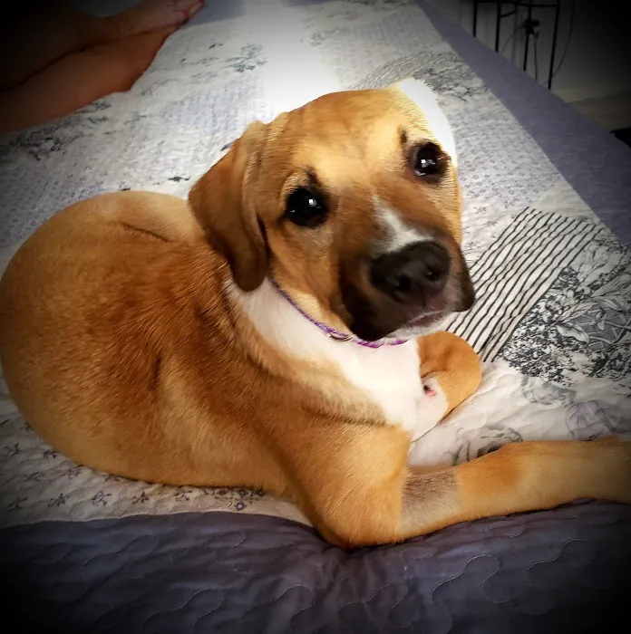 Brighton Animal Clinic Picture 5