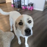 Banfield Pet Hospital ico